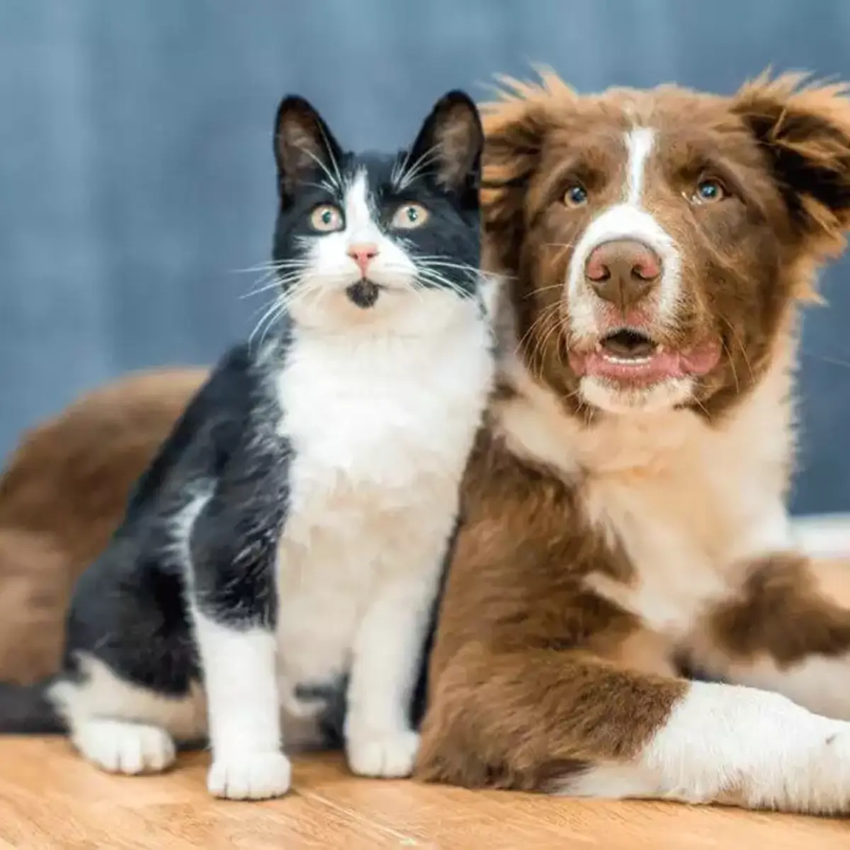 Cat & Dog